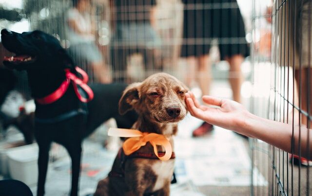 6 Ways to Keep Your Pet Healthy